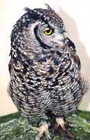 Cornish Bird of Prey Centre