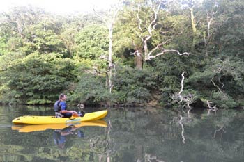 Koru Kayaking