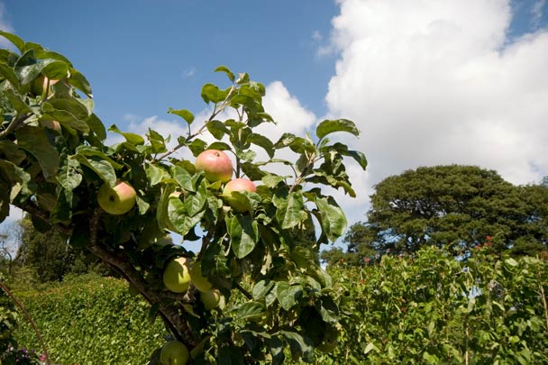 Apples growing in the Productive Gardens at the Lost Gardens of Heligan Cornwall