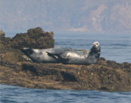 Marine Discovery - Penzance - Cornwall