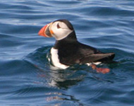 Marine Discovery - Penzance - Cornwall