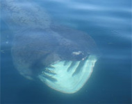 Marine Discovery - Penzance - Cornwall