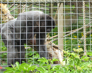 The Monkey Sanctuary, near Looe