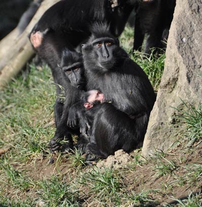 Get close to the animals at Newquay Zoo