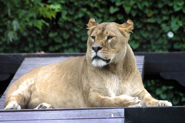 Lion at Newquay Zoo, Trenance Gardens, Cornwall