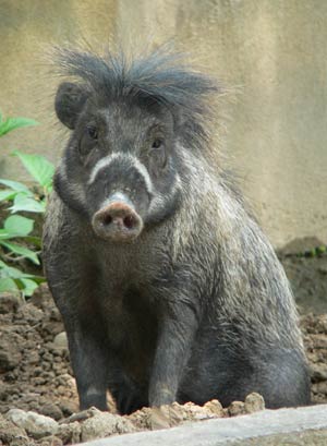 Visayan warty pig at Newquay Zoo, Trenance Gardens, Cornwall