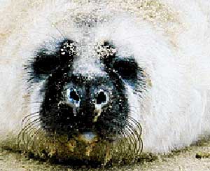 Seal Sanctuary Gweek