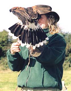 Cornish Bird of Prey Centre