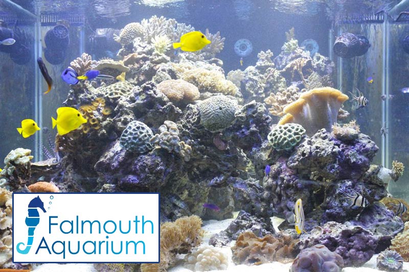Falmouth Aquarium