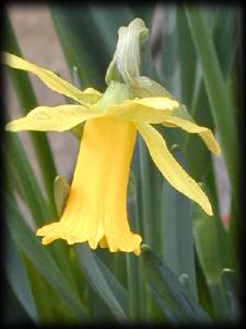 The Lost Gardens of Heligan