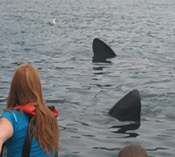 Marine Discovery - Penzance - Cornwall