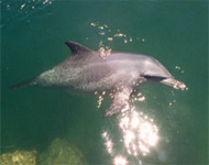 Marine Discovery - Penzance - Cornwall