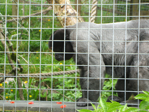 The Monkey Sanctuary, near Looe