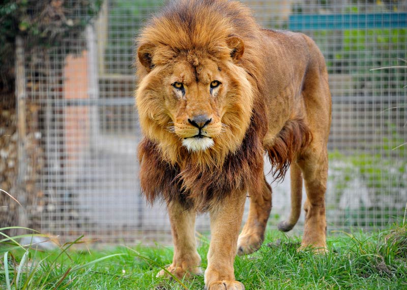 Newquay Zoo Newquay Animal World Cornwall