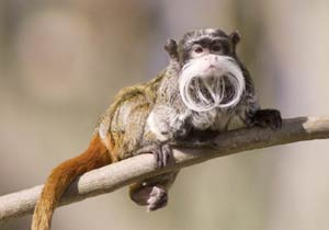 Emperor-Tamarin