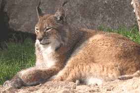 Syberian Lynx
