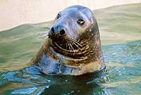 Cornish Seal Sanctuary