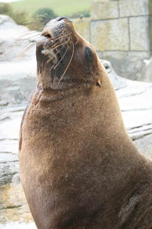 Cornwall Seal Sanctuary