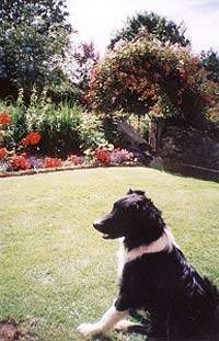 Barton Farm - working farm with dogs