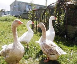 Holiday Cottage in St Agnes, Cornwall