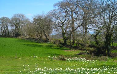 Bosilliac Holiday Cottages - Mawnan Smith - Falmouth