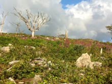 chycoose-carbisbayiew of Steeple