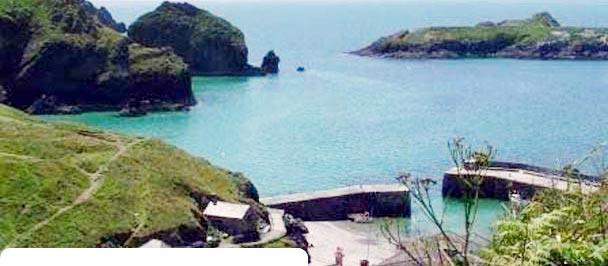 Seagull - Mullion Cove