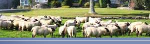Beautiful andBed & Breakfast Collon Barton, Lerryn, Cornwall