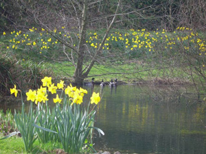 Coriander Cottages - Fowey - Cornwall