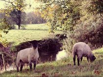 Waterloo Farm Self-catering Holidays