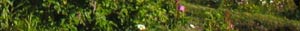 Cove Cottage - bed and breakfast accommodation on the Cornish Coast
