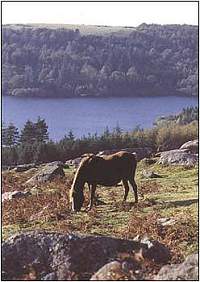 Easy access to Dartmoor and Bodmin Moor