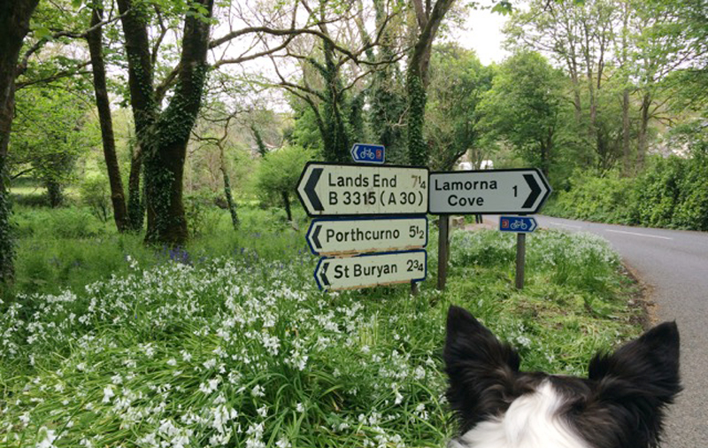 Lamorna cove area