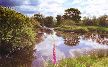East Rose - Moor