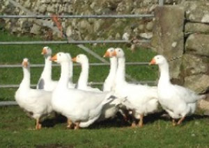 Geese at Golowji Cottage