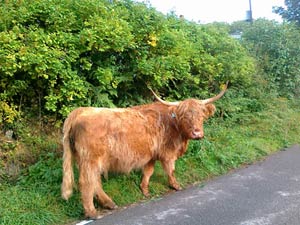 photo by Kay W of Henwood Barns  Henwood Barns - Bodmin Moor