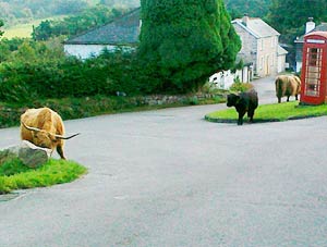 photo by Kay W of Henwood Barns - Bodmin Moor