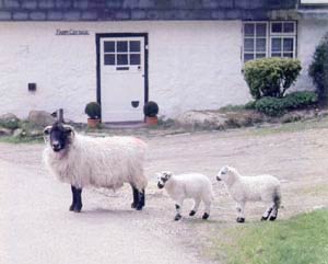 photo by Kay W Mum and Twins on Henwood Village  Green, Bodmin Moor