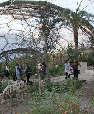 Eden Project - warm temperate biome - Cork tree 