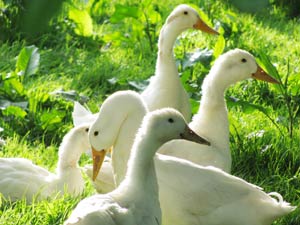 higher grenner ducks