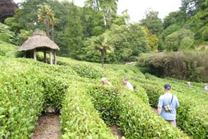 Glendurgan Maze