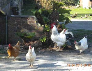 The Granary - Self catering in Portholland