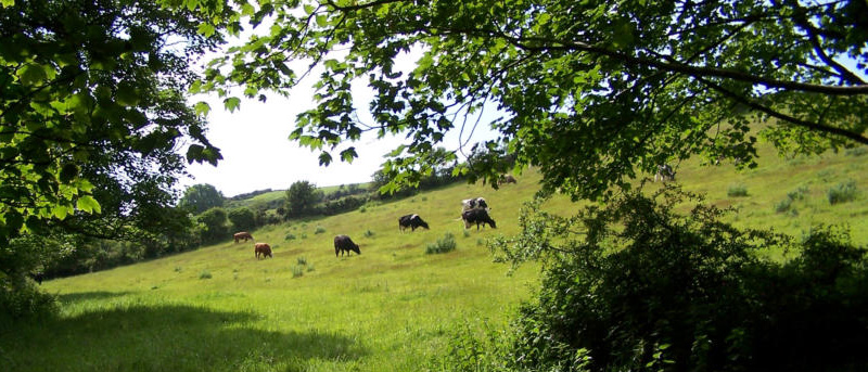 Melorne farm B&B near Boscastle