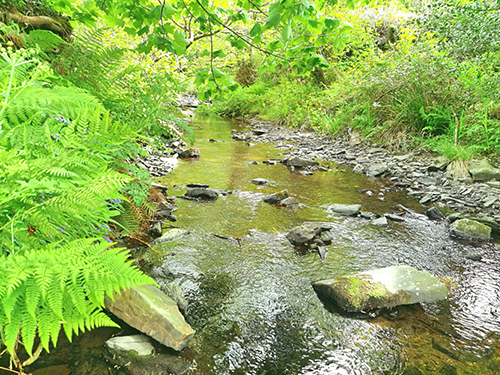 Mineshop Holiday Cottages Crackington Haven