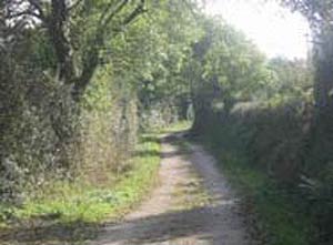 Country Lane