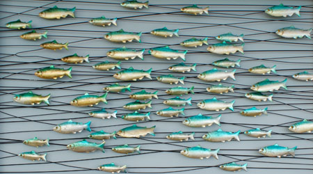 Fish Decor