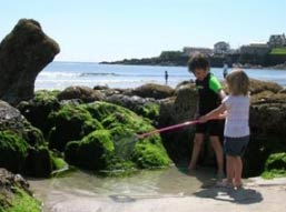Mowhay Cottage - Self Catering in  Coverack