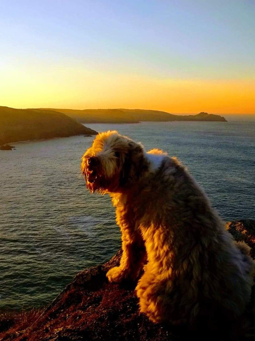 Dog-Friendly Holiday Cottages in Padstow & Rock