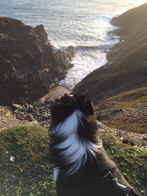 Dog-Friendly Holiday Cottages in Padstow & Rock