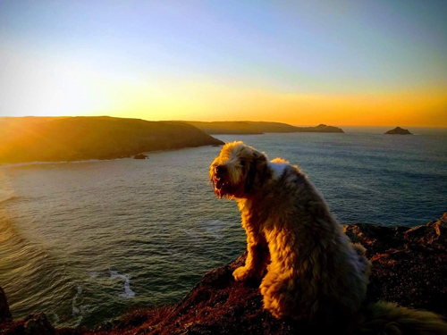 CRW Holidays Padstow Rock North Cornwall Dog Friendly